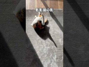 猫の影で聴く！かわいい猫あるあるソングをSpotifyで楽しもう – ねこねここねこ