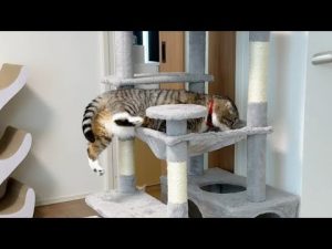 猫のりっちゃんが挑戦！自力でハンモックに入る24時間密着動画 – ねこねここねこ