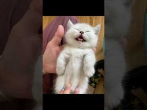 癒しの猫動画｜かわいい猫たちの世界に癒されよう – ねこねここねこ