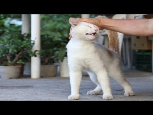 しらたまのかわいいちゅーると癒しのナデナデ動画 – ねこねここねこ