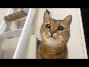 ミヌエット猫のみな君の魅力と成長日記：かわいさと秘密を徹底解説 – ねこねここねこ