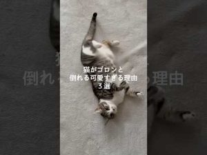 猫が倒れるその理由とは？愛らしさを解説します – ねこねここねこ