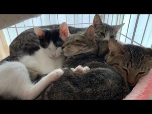 保護猫の日常をお届け『なきるも日記』新チャンネル紹介 – ねこねここねこ