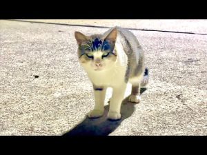 漁港で出会った不思議な猫の行動と癒しの瞬間 – ねこねここねこ