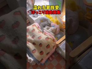 癒しのかわいい猫映像｜ほっこり気分で日常に癒しをプラス – ねこねここねこ
