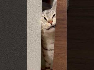 足長マンチカンと立耳スコティッシュの日常動画 | かわいい猫たちの癒しタイム – ねこねここねこ