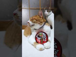 ほっこり癒されるかご猫とさば醤油缶のコラボ映像【2025年話題】 – ねこねここねこ