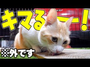 癒やしと個性あふれる猫の行動集｜散歩中にもマタタビに夢中な姿を公開 – ねこねここねこ