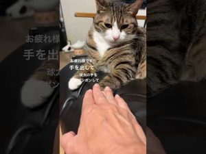 猫の球太で癒し体験｜かわいいショート動画でリラックス – ねこねここねこ