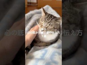 保護猫と幸せに暮らすための愛情表現3つのポイント – ねこねここねこ