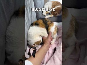 猫好き必見！「猫の手握って」猫あるあるソングを配信中 – ねこねここねこ