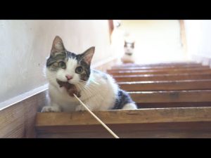 おもちゃを運ぶ猫のかわいい瞬間｜階段での遊び動画2025年 – ねこねここねこ