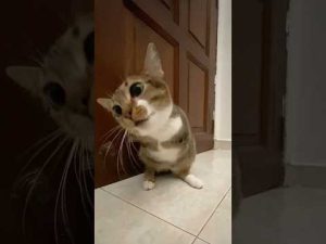 かわいい小さなモンスターの噛みつき瞬間と面白シーン紹介 – ねこねここねこ