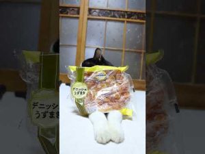 デニッシュうずまき猫のかわいい映像と癒しの紹介【2025年版】 – ねこねここねこ