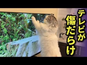 関西弁の猫・つくしがテレビにパンチ！笑える動画と癒しの瞬間 – ねこねここねこ