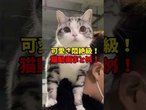 癒しの猫動画｜かわいい猫たちの魅力をたっぷり紹介 – ねこねここねこ