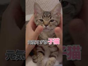 かわいい子猫たちの元気いっぱい日常動画｜足長マンチカンと立耳スコティッシュ – ねこねここねこ
