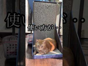 アメリカンショートヘアの猫の日常動画｜癒しとかわいい瞬間を楽しもう – ねこねここねこ
