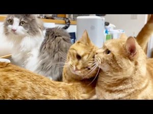 楽しい猫のごはんタイム動画｜癒やしのかわいいシーン集 – ねこねここねこ