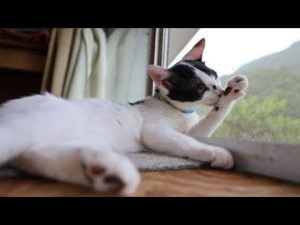 窓辺でくつろぐ子猫のかわいい毛づくろい風景 – ねこねここねこ