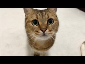 寂しがり男の子のかわいい甘え動画｜反響多数【日常 & グッズ情報】 – ねこねここねこ