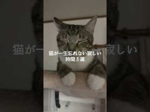 保護猫のかわいい瞬間と寂しい時間の思い出を紹介 – ねこねここねこ