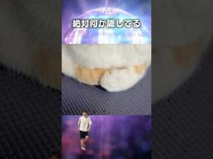 猫好き必聴！Spotifyで楽しめる猫あるあるソングの魅力 – ねこねここねこ