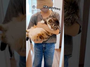 抱っこ中に猫が鳴いたときの対策訓練とその結果を解説 – ねこねここねこ