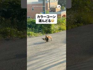 キツネとコーンの意外な関係｜ユニーク動画で解説 – ねこねここねこ