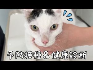 猫の健康管理：チロとモモの予防接種と定期検査のポイント – ねこねここねこ