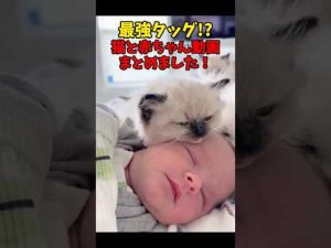 癒やしの猫コンビ紹介：かわいい絶妙なコンビネーションが魅力 – ねこねここねこ
