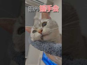 足長マンチカンと立耳スコティッシュの仲良し握手ショー｜癒やし動画 – ねこねここねこ