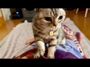 ふみふみさんと楽しむ季節の変わり目の魅力と過ごし方 – ねこねここねこ