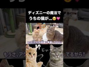 猫好き必見！ディズニー魔法コラボ動画で癒される瞬間 – ねこねここねこ
