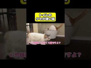 関西弁の猫・つくしのユニークな動画！癖のある行動とかわいい仕草を楽しもう – ねこねここねこ