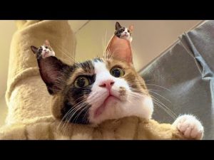 猫たちの癒しライブ配信｜床でくつろぐ猫たちに癒されるひととき – ねこねここねこ