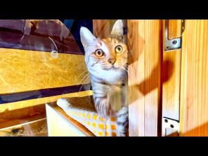 猫たちの再会に感動！癒しと笑顔を引き出す動画 – ねこねここねこ