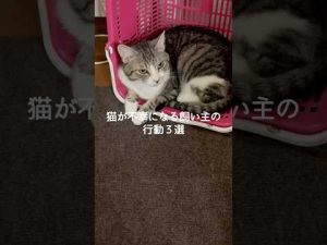 猫の幸せを守る！飼い主の注意すべき行動と改善ポイント – ねこねここねこ