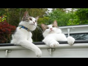 草の上で遊ぶさばず：癒しの猫動画でほっこり気分 – ねこねここねこ