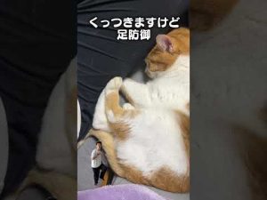 猫のかわいい「くっつきたいけど足防御」あるある歌をSpotifyで聴く – ねこねここねこ