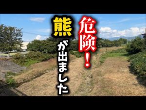 子猫の保護猫シェルター前に出現した熊の珍しい瞬間 – ねこねここねこ