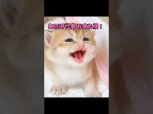 心が癒されるかわいい猫動画集｜癒しの猫映像でリラックス効果 – ねこねここねこ