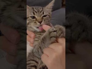 癒しの子猫おしゃぶり動画｜ちょびまるとちゃちゃまるのかわいい瞬間 – ねこねここねこ
