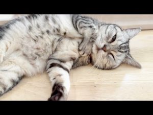 レム睡眠中の猫のかわいい寝顔に癒される動画 – ねこねここねこ