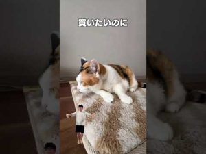 猫好き必聴！「クリームパン屋さん」猫あるあるソングが配信開始 – ねこねここねこ