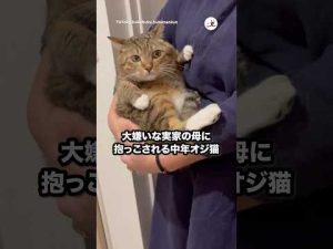 嫌いな人に抱っこされても癒される猫の姿｜癒し動画特集 – ねこねここねこ