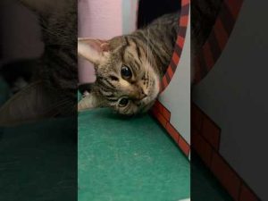 猫のちょびまるとちゃちゃまるの癒やし動画｜落ち込む姿も愛らしい – ねこねここねこ