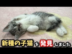 珍しい子猫のユニークな動きと保護猫活動について – ねこねここねこ