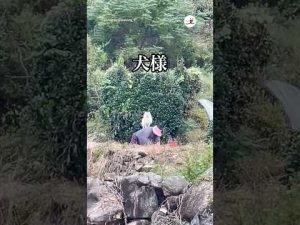 癒やしの犬たちの成長物語｜愛されて育ったペットの魅力 – ねこねここねこ