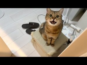 ミヌエット猫の魅力と最新情報｜帰宅時のかわいい仕草を解説 – ねこねここねこ